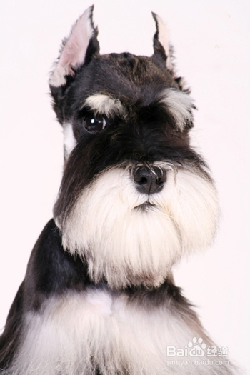 怎样训练雪纳瑞