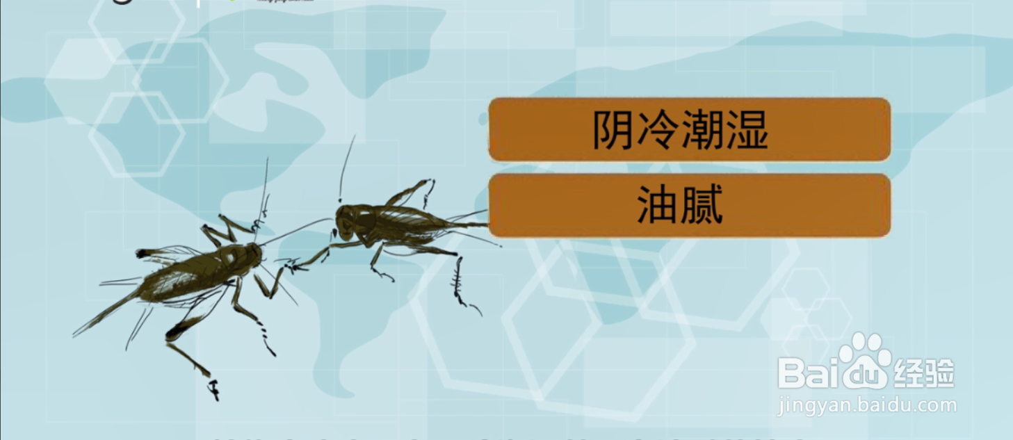 如何消灭蟑螂最有效的方法