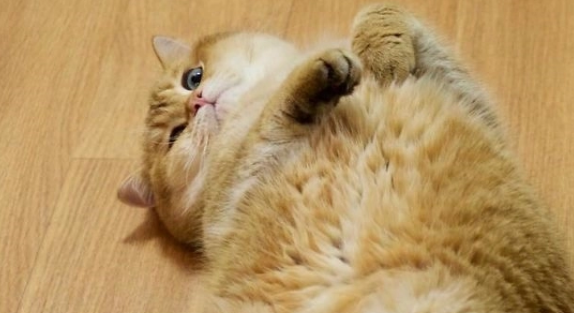 美短橘猫和普通橘猫的区别