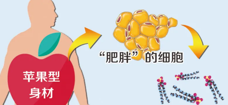 体型指数指的是什么