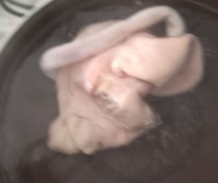 鸡和猪肚能一起煲汤吗