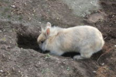 一个兔子撅了三个坑猜成语一个