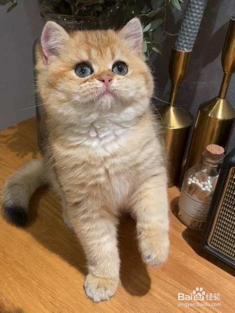 关于猫,有哪些我们并不知道的知识?