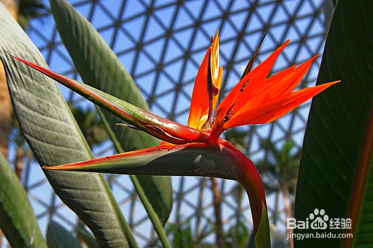 鹤望兰夏季怎么养殖最好#园艺分享