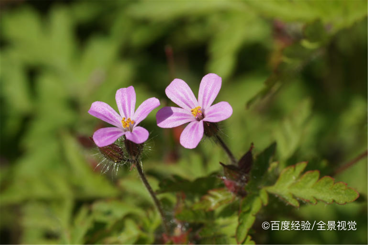 哺乳期能吃鱼腥草吗