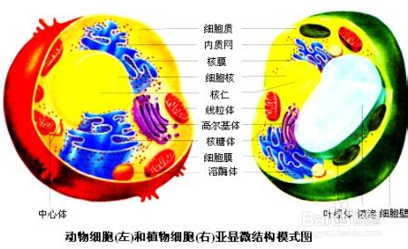 高中生物学习方法：[40]胞的基本结构