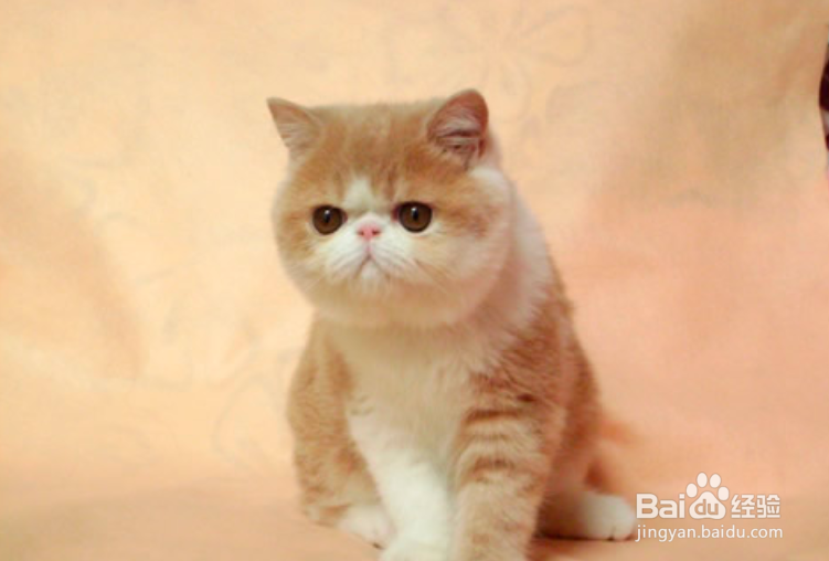 加菲猫毛长怎么办