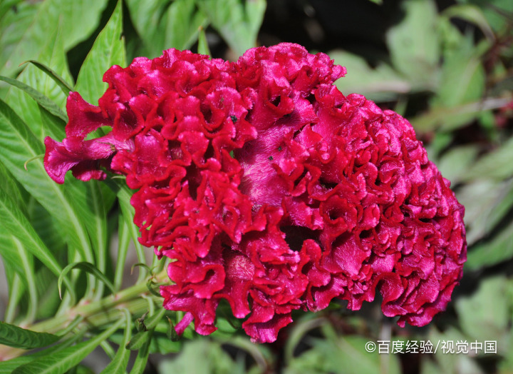 鸡骨草的作用有哪些