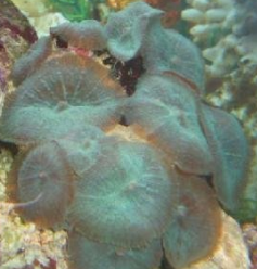 绿木耳皮革珊瑚怎么养