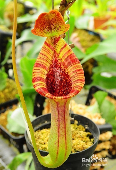 怎样把苍蝇赶走