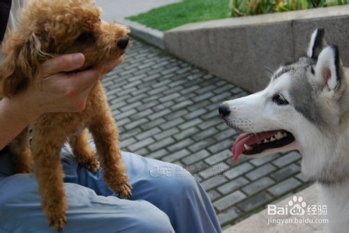 狂犬病的传播途径