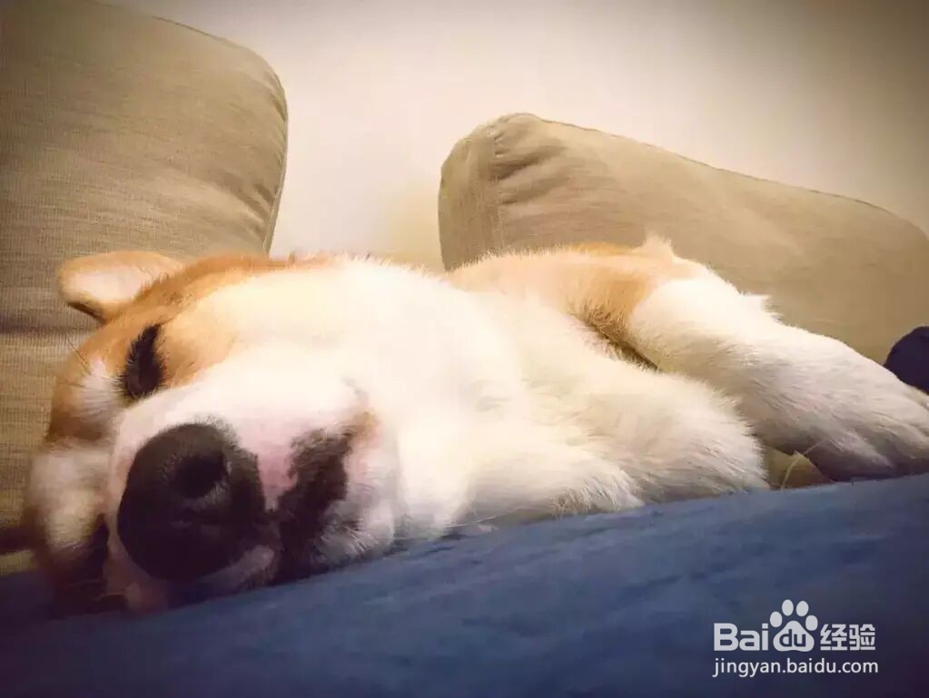 狗狗吹空调呕吐怎么办