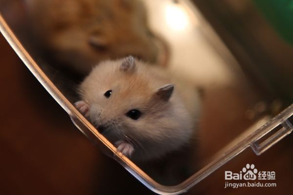 怎么能让仓鼠不打架?