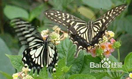 玉龙滑雪场旅游小攻略