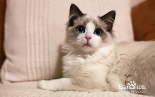 猫眼睛里进毛了怎么办