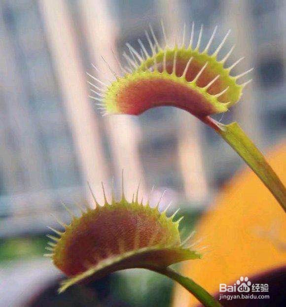 食蝇草怎么养护