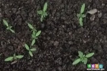 大棚小番茄种植 橙蜜香