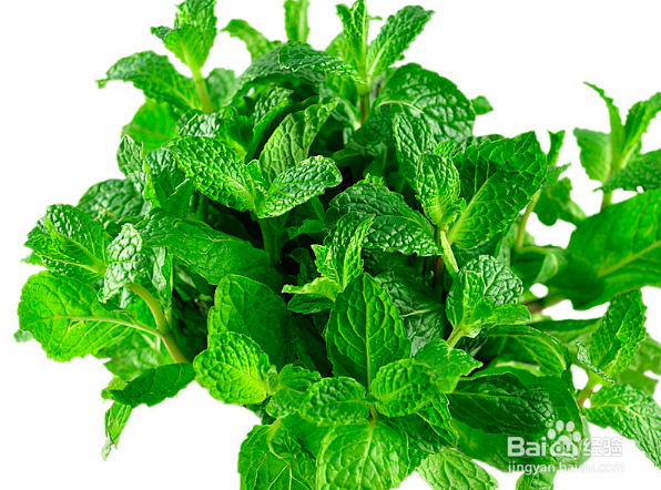 薄荷有哪些药用价值