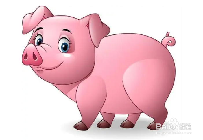 猪尾巴有什么用