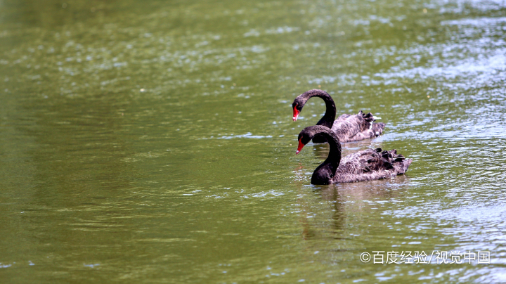 北京植物园天鹅湖介绍图片
