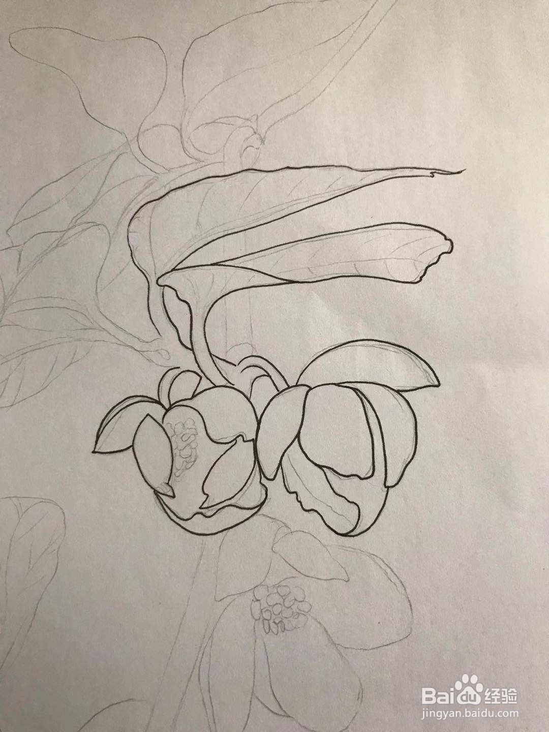 画五味子的花朵和枝叶