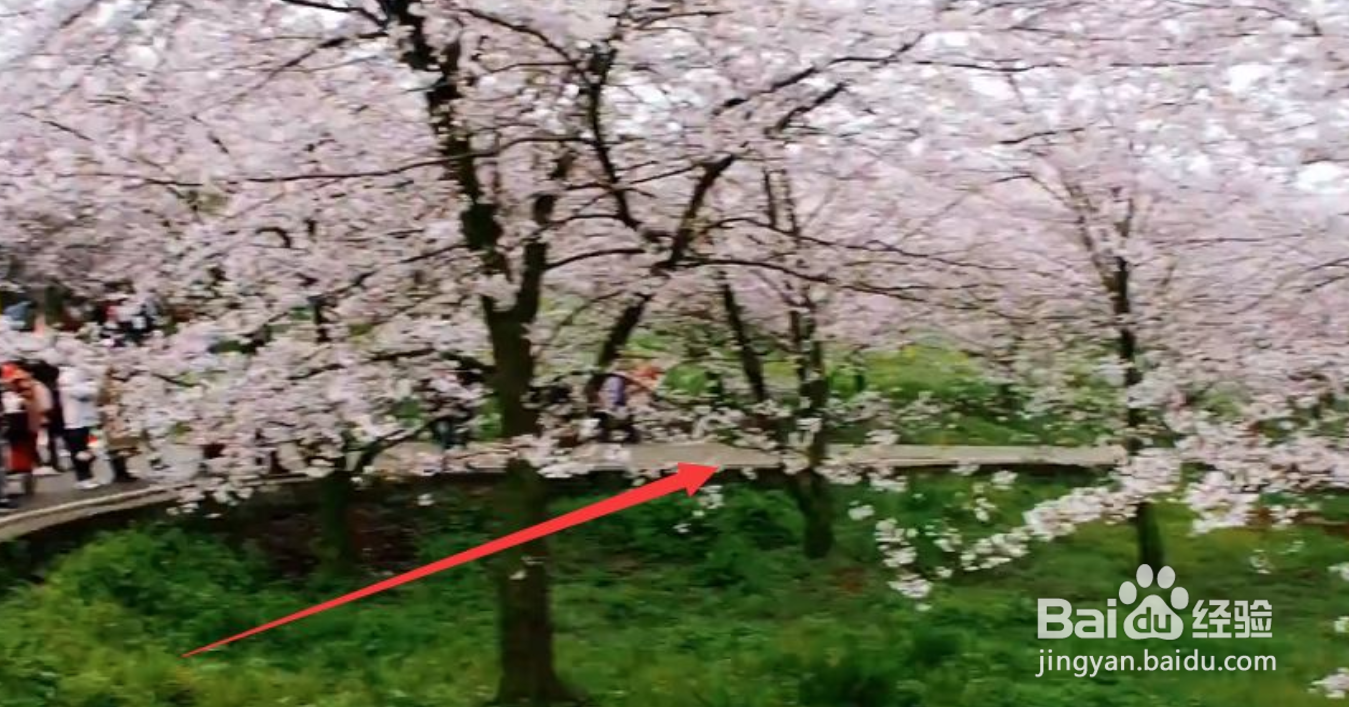 平坝樱花园攻略