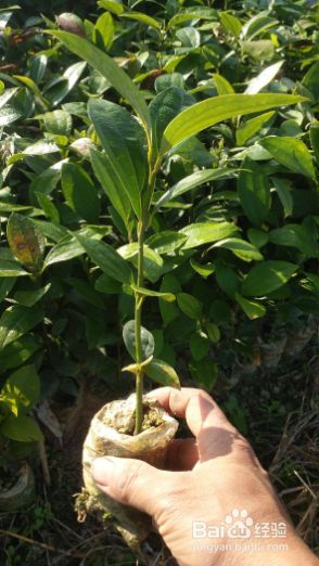 桂花树怎么修剪才好看 百度经验