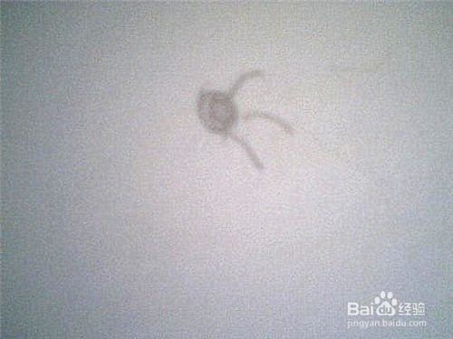 简笔画梅花怎样画：