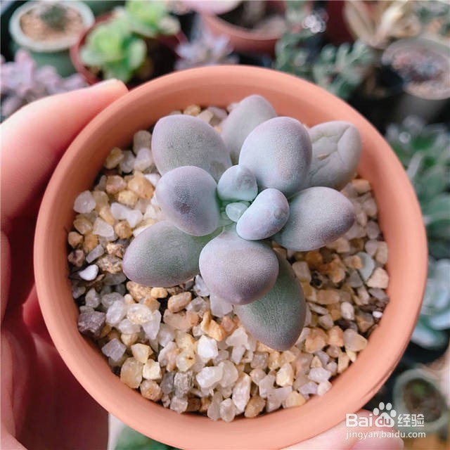 新手如何栽多肉