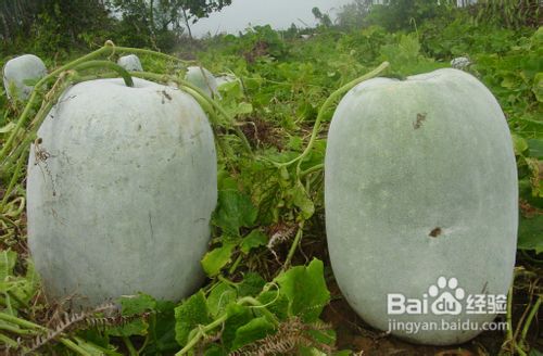 月经期间可不可以吃瓜类食物