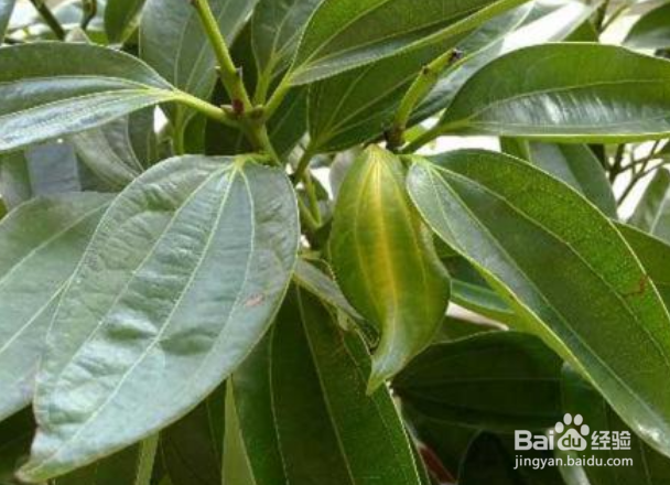 平安树怎么修剪