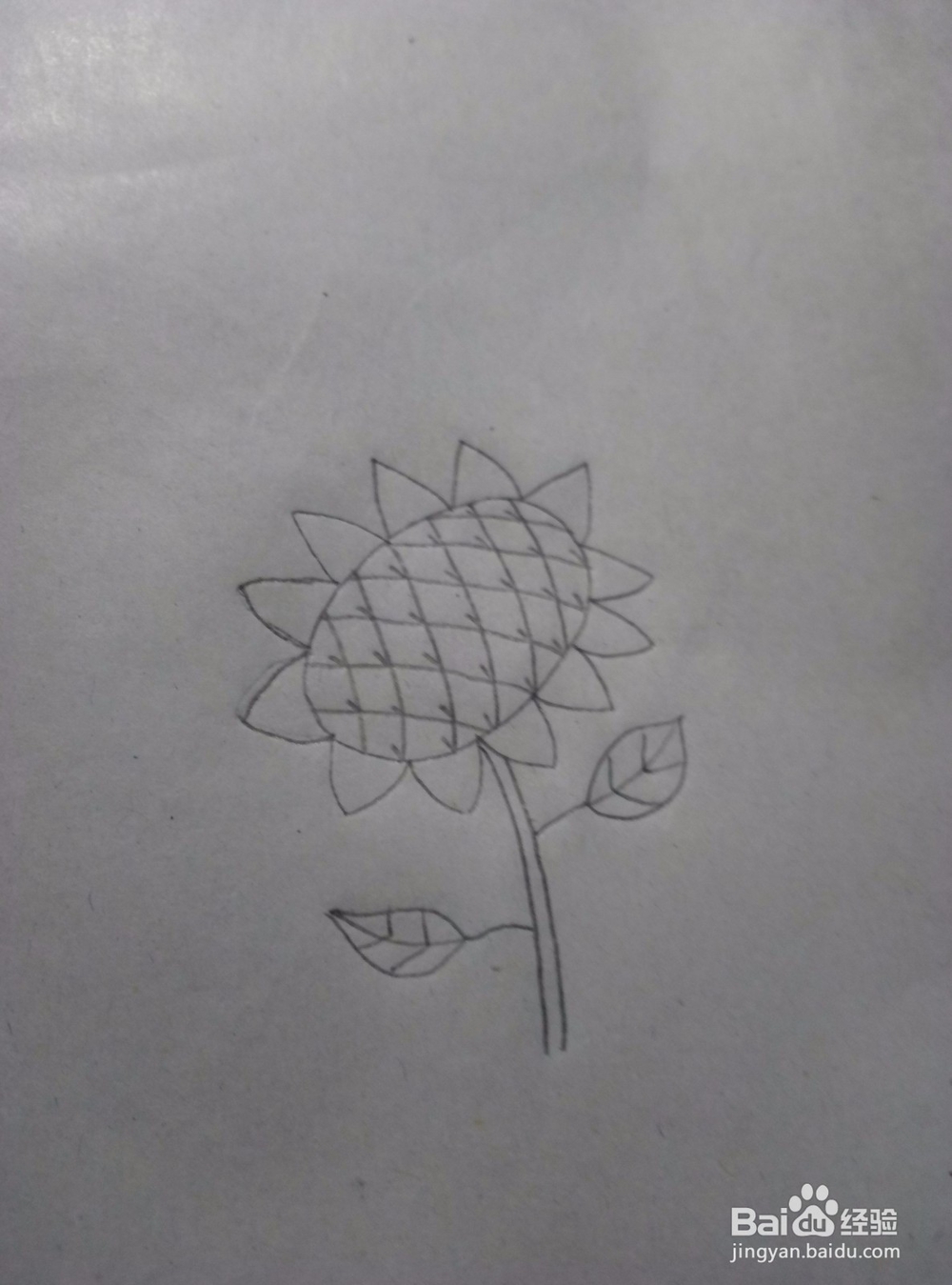 向日葵的简笔画教程