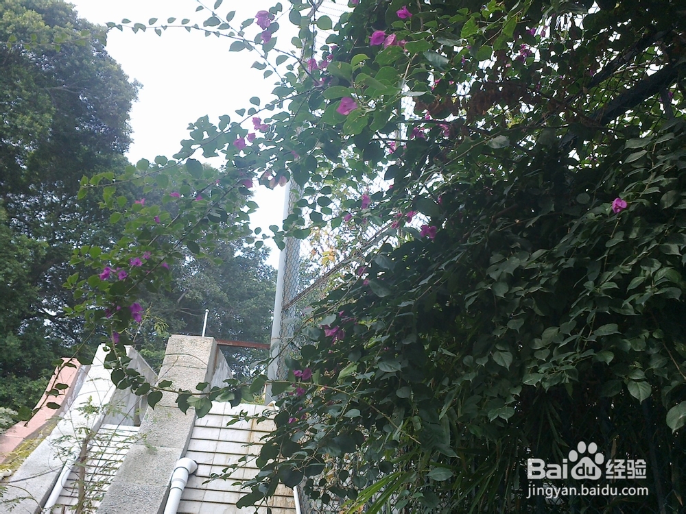 鼓浪屿旅游攻略之钢琴博物馆——世上最美的声音