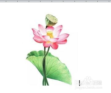 word中如何旋转图片以更正图片的角度？