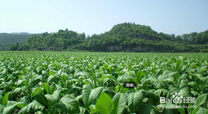 减肥食谱三餐冬季