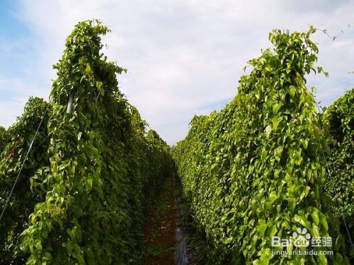 把早餐换成它，三高降了，肾不虚了，湿气也没了