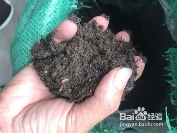 麦杆菊养殖方法