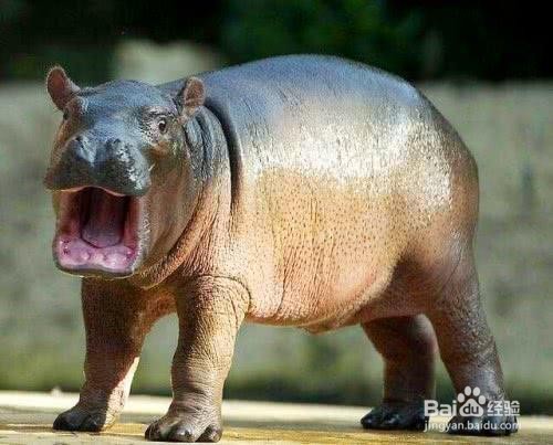 河马拉屎为什么甩尾巴