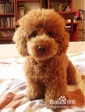 掌握泰迪犬怎样训练,让小萌宠更可爱!