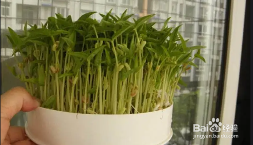 绿豆苗怎么种植方法