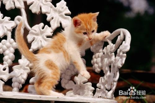 猫咪有哪些常见的疾病？应该怎么处理