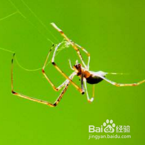 厕所蜘蛛怎么处理