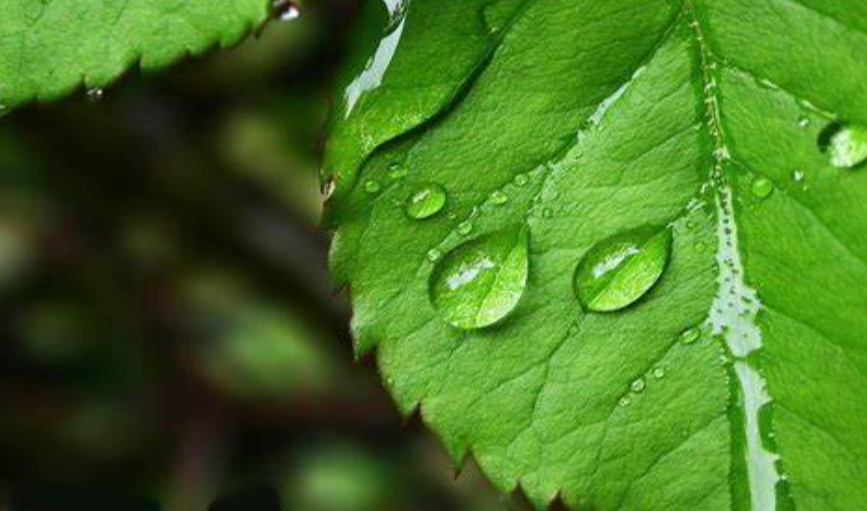 叶绿是什么颜色