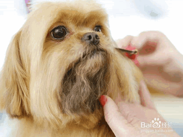 夏季养狗的注意事项