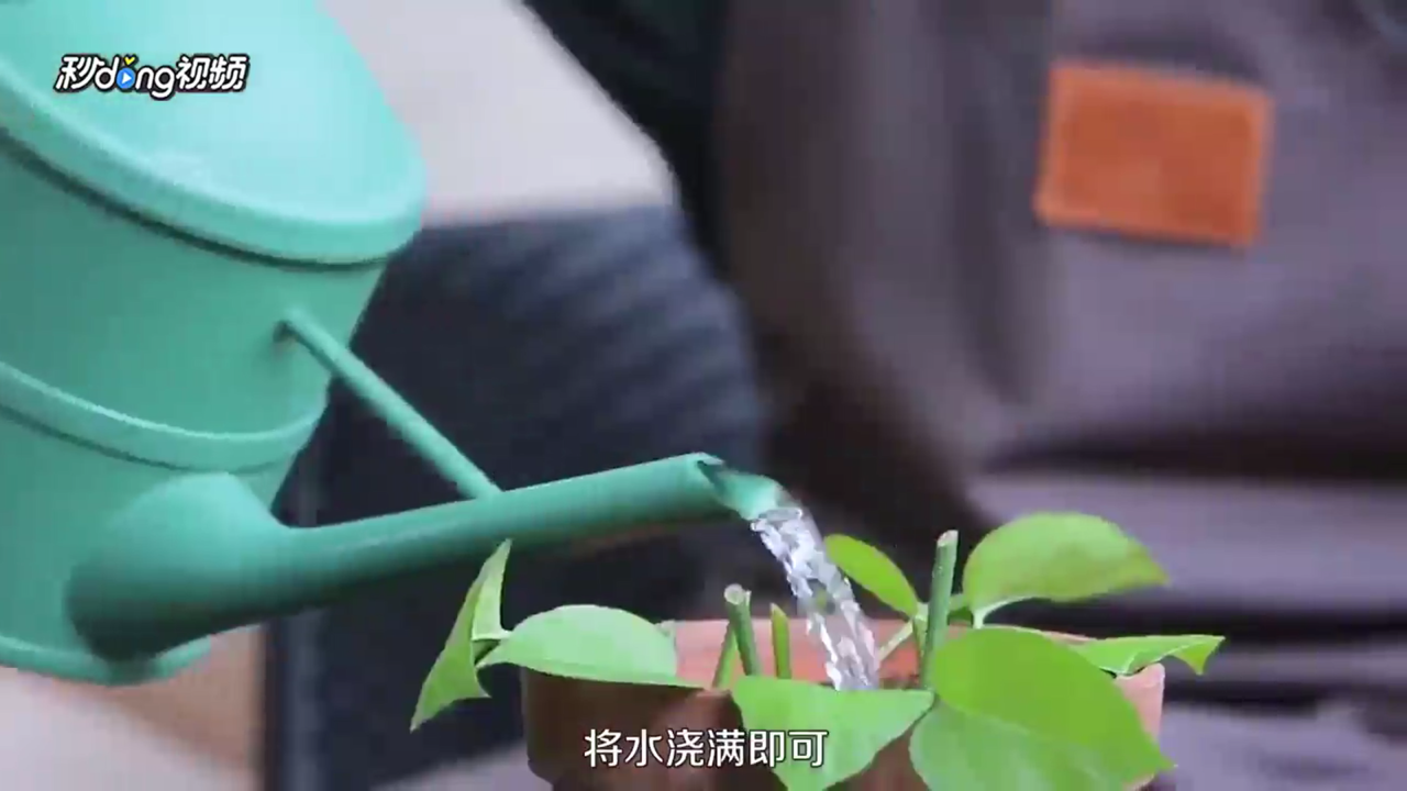 绿萝怎么扦插