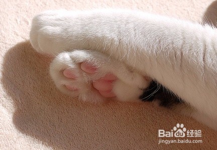 揭秘为何不能碰猫咪的肉垫！