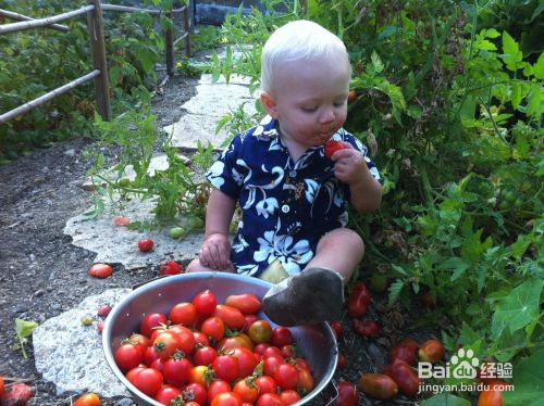宝宝什么番茄吃得放心