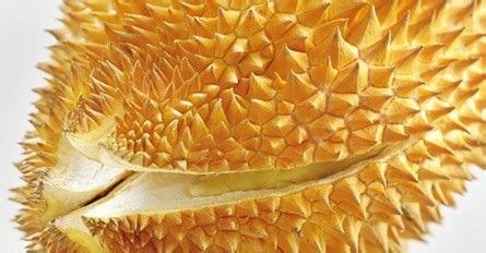 如何挑选好吃榴莲