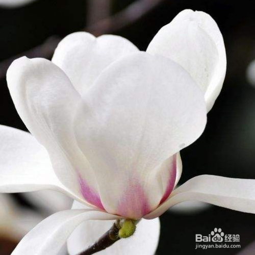 玉兰和木兰的区别是什么