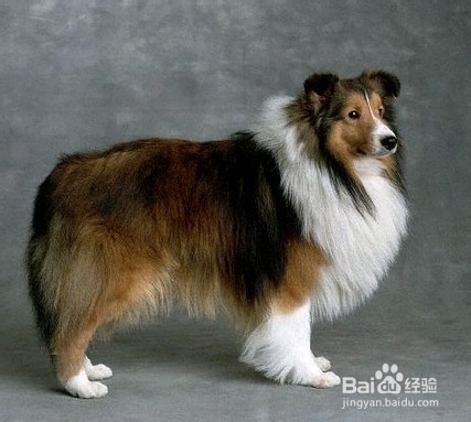 边境牧羊犬多少钱一只